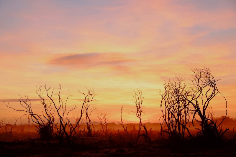 sunset, silhouette, twigs, new forest orange, pink, red, photo, photograph,