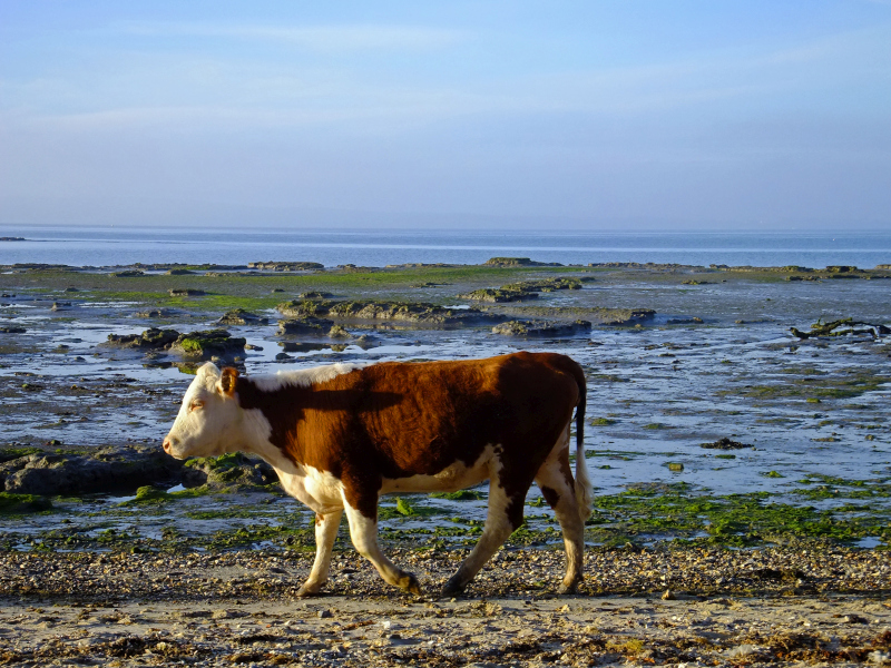 cow, beach, new forest, cattle, hereford cow,