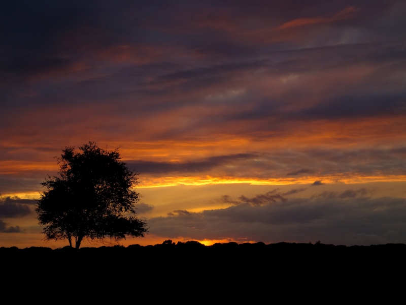 new forest, tree, sunset, silhouette, red, black, photo, photograph,