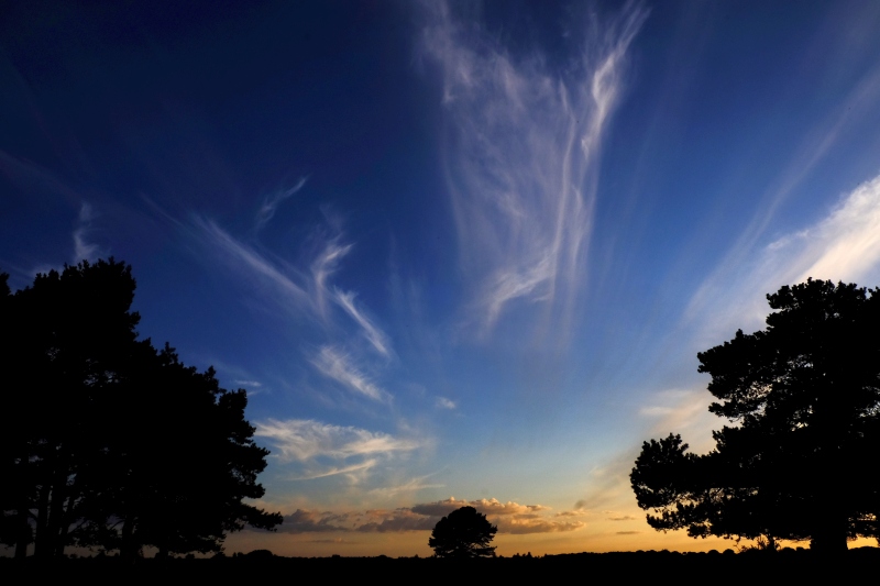 clouds, trees, new forest, silhouette, sunset, blue sky, photo, photography, photograph,